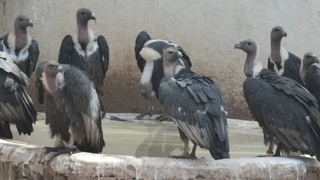 34 Critically Endangered Vultures Relocated from Jatayu Conservation Breeding Centre to Maharashtra