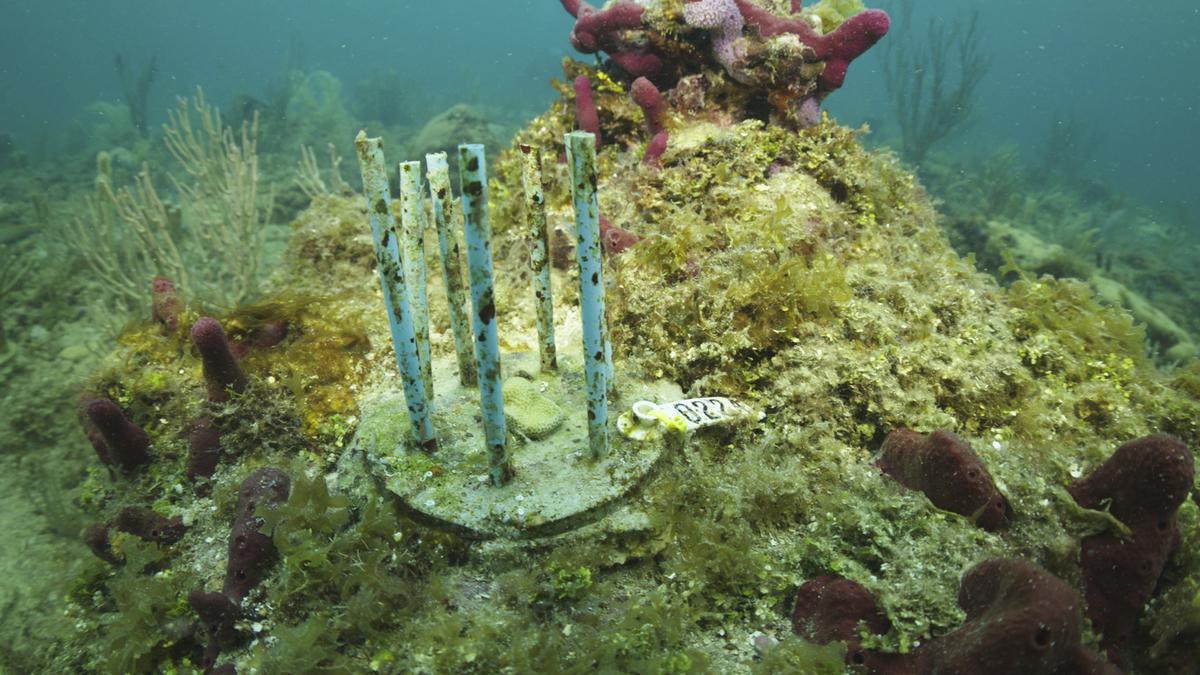Scientists grasp at straws to save corals from fish