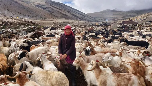 लद्दाख में चांगपा घुमंतू जनजाति के लिए कल्याणकारी योजनाओं को बढ़ावा दिया गया।