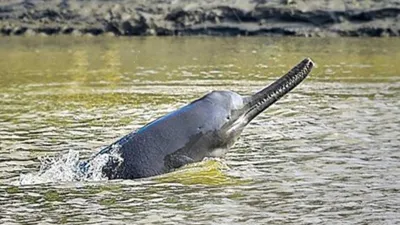 National Mission for Clean Ganga Launches Dolphin Ambulance and Conservation Projects