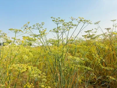 Rajasthan Set to Become Fennel Production Hub