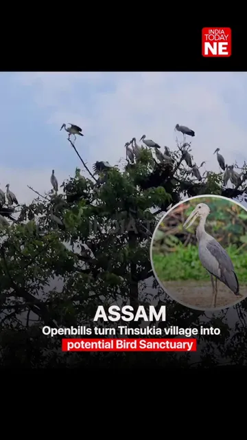 Asian Openbill Breeding Colony Discovered in Tinsukia, Assam