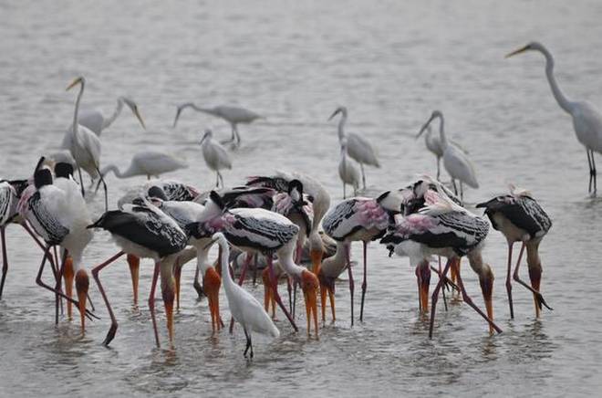 Winged visitors arrive in Pulicat Lake