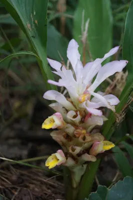 New Cousin Species of Turmeric Discovered in Nagaland