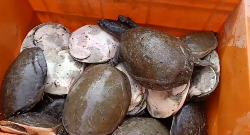 Forest officials seize 40 turtles from Odisha’s Malkangiri