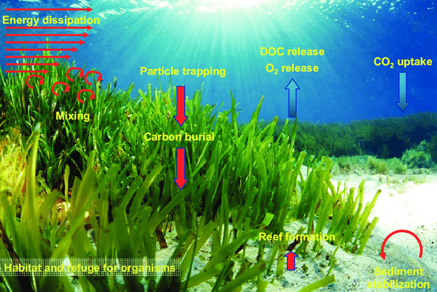 Researchers find anti-cancer activity in marine seagrass