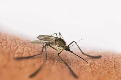 Egypt Declared Malaria-Free by WHO in 2024