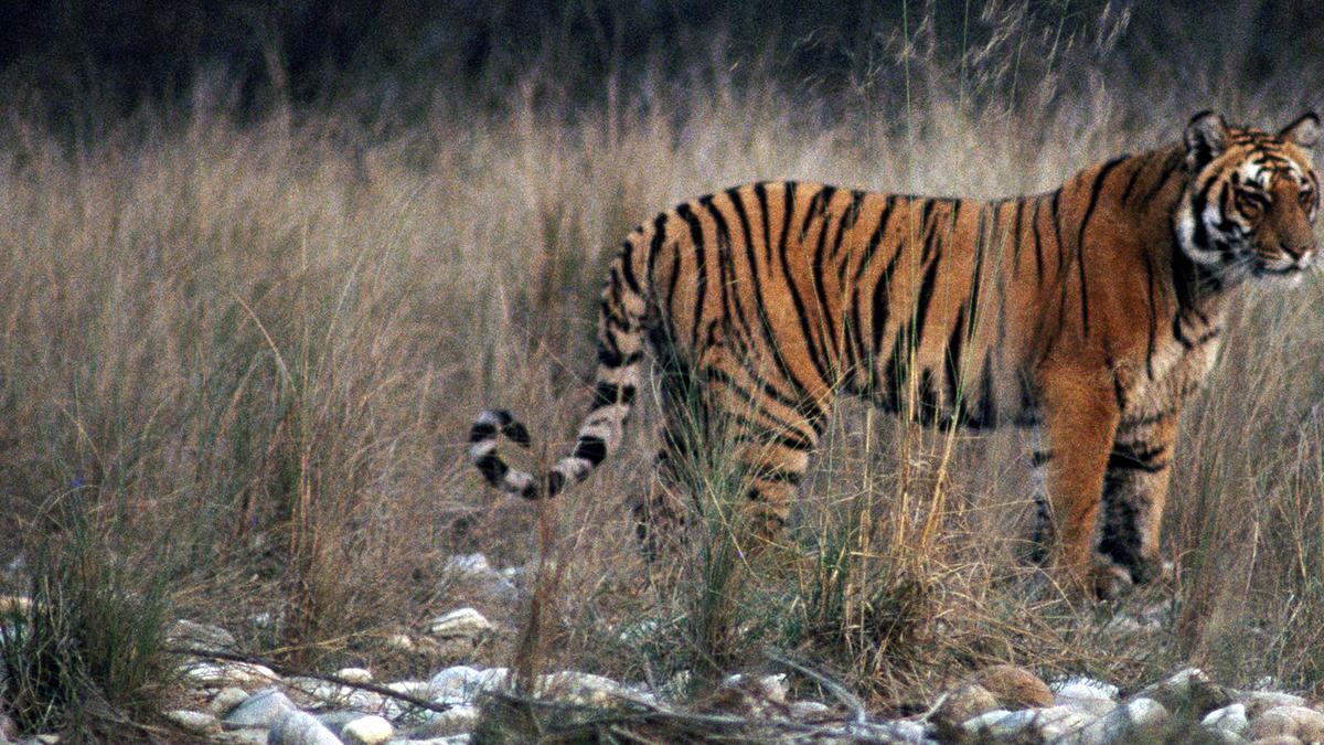 Decoding the judgment on Jim Corbett