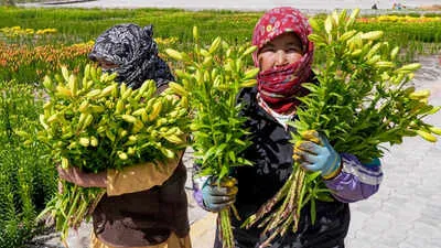 Ladakh-Grown Liliums Enter National Markets