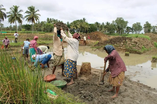 Rajasthan Exceeds 7 Crore Tree Plantation Target for 2024-25