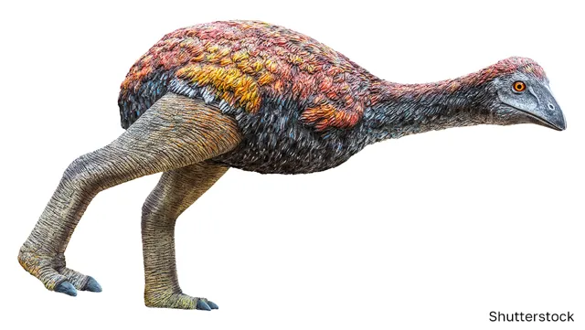 Top 5 Heaviest Living Birds on Earth