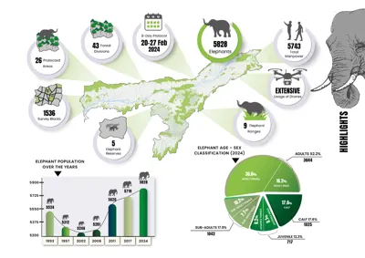 Assam's Elephant Population Estimate 2024: Key Findings and Conservation Insights