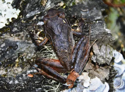 Discovery of New Horned Frog Species in Arunachal Pradesh