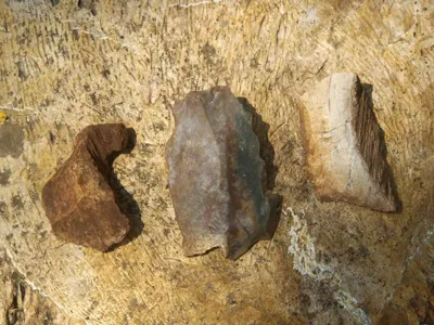 Prehistoric Artifacts Unearthed in Madhya Pradesh's Fossil Park
