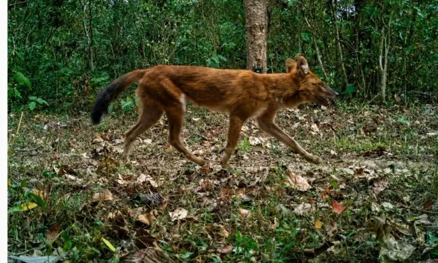 Rare Asiatic Wild Dogs Spotted in Assam's Barnadi Sanctuary After Decades