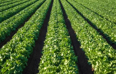 India Secures $98 Million ADB Loan for Horticulture Productivity