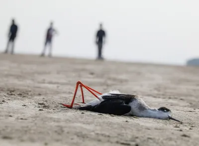 Avian Botulism Outbreak in Rajasthan: Migratory Birds at Risk