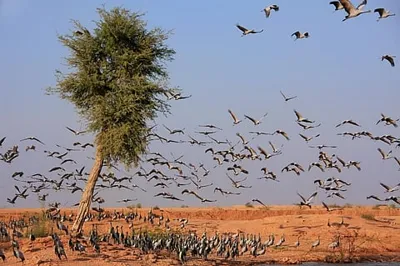 Rajasthan Notifies Orans as Deemed Forests: A Step Towards Conservation