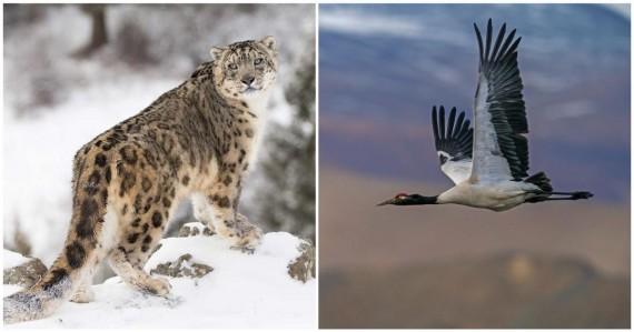 Ladakh declares state animal and birds