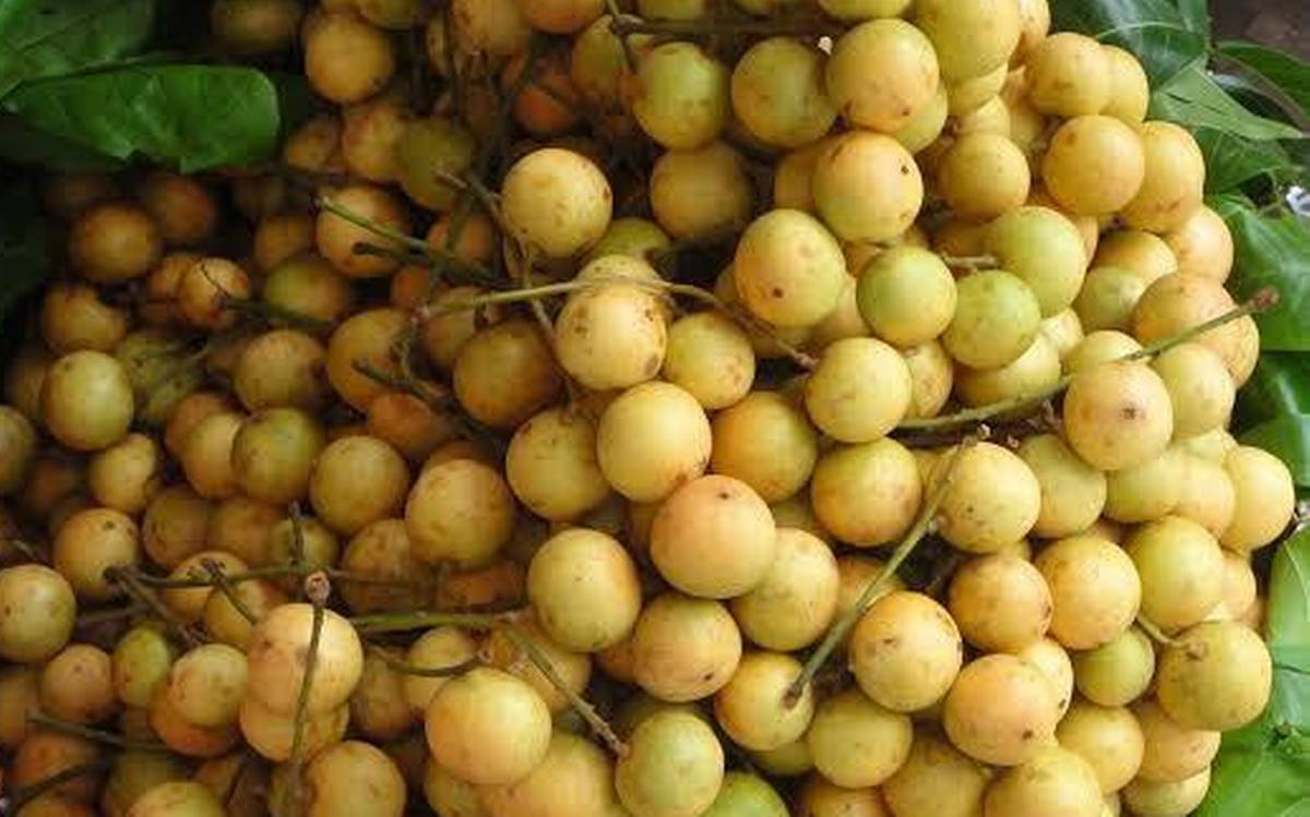 Burmese grapes ‘Leteku’ exported to Dubai