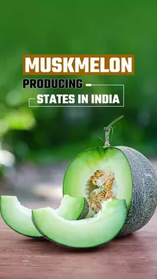 Top 5 Muskmelon-Producing States in India