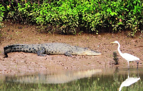 Threat to Bhitarkanika mangrove forest