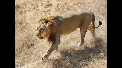 Van Vihar National Park to Receive Asiatic Lions from Gujarat