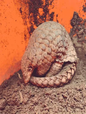 Discovery of the Indo-Burmese Pangolin: A New Species Unveiled by ZSI