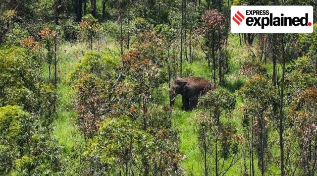 How rogue tusker Arikomban was finally captured