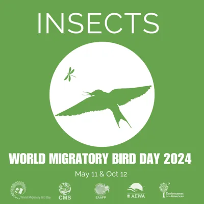 World Migratory Bird Day 2024: Importance of Insects for Bird Conservation