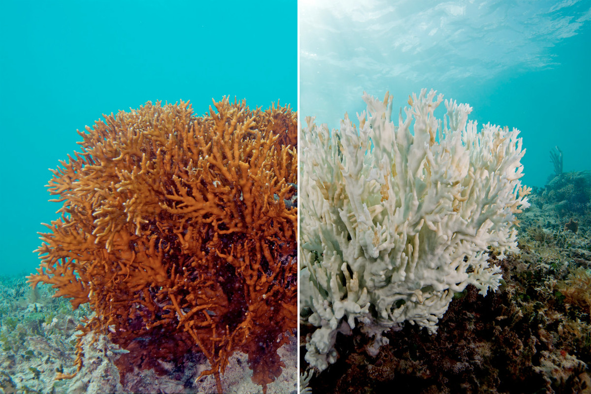 The phenomenon of coral bleaching