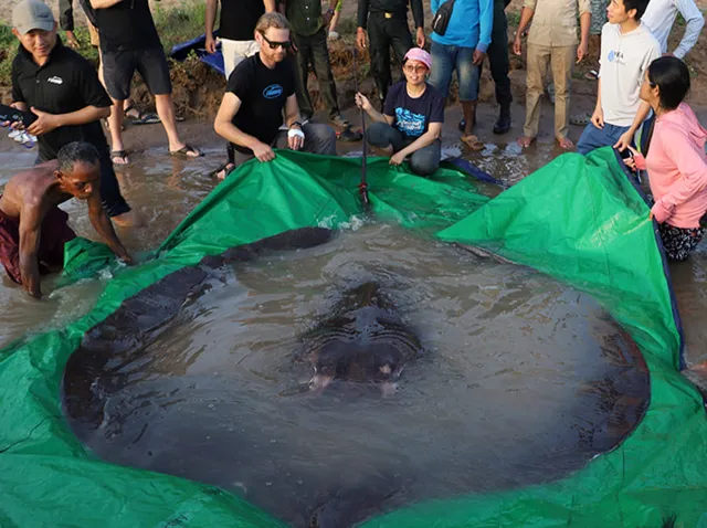 Record-Breaking Giant Freshwater Stingray Discovered in Cambodia's Mekong River