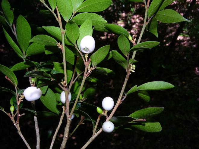 New gin berry species discovered in southern Western Ghats