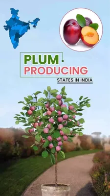 Top 5 Plum-Producing States in India