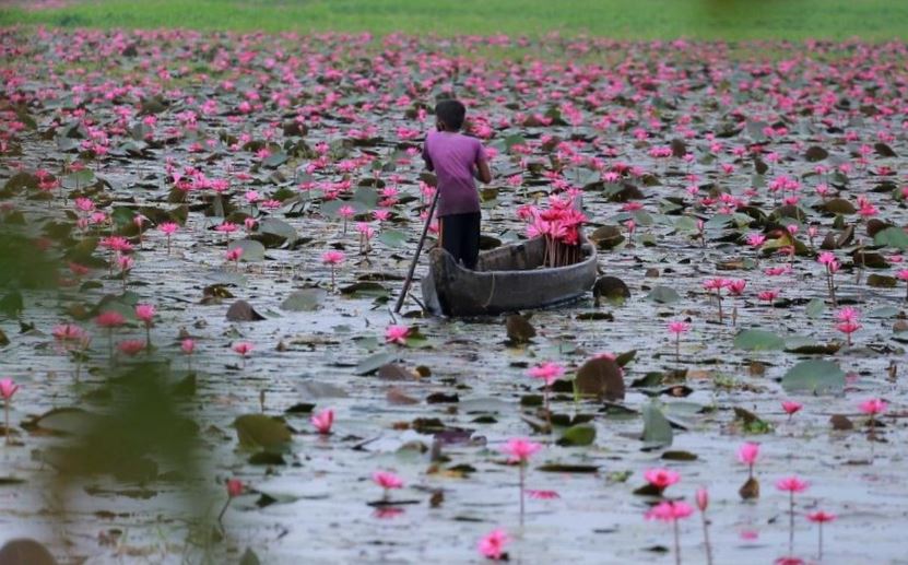 Rustic Kottayam rolls out a pink carpet