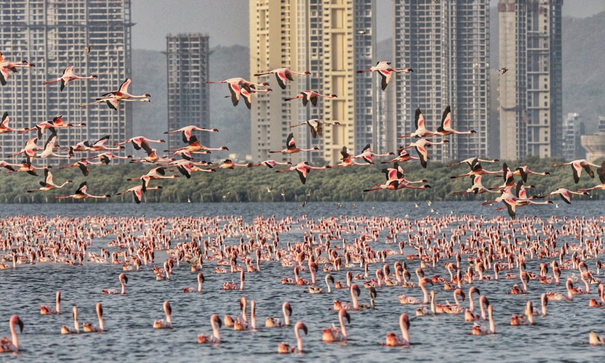 Thane sanctuary proposed as MMR’s Ramsar site