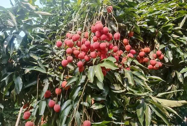 First Export of GI-Tagged Tezpur Litchi from Assam to Dubai