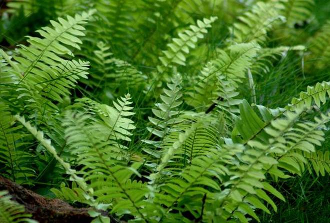 India’s largest open-air fernery inaugurated in Uttarakhand