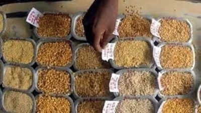 Uttar Pradesh to Become Self-Sufficient in Pulse Production