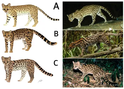 Discovery of the Clouded Tiger Cat: A New Species in Brazil's Rainforest