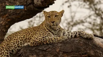 Srinagar Engineer Launches WildPing App to Mitigate Human-Wildlife Conflict