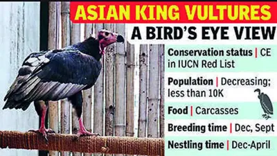 World's First Conservation Centre for Asian King Vultures in Uttar Pradesh