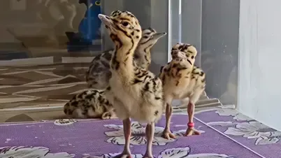 Rajasthan Names Great Indian Bustard Chicks After Operation Sindoor