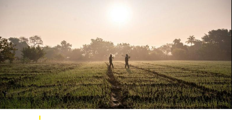 Nearly 6 million trees disappeared from farmlands