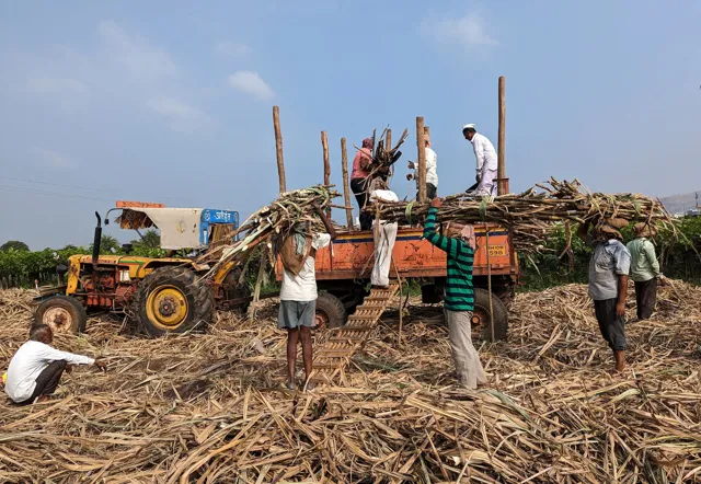 Maharashtra Leads as India's Top Sugar Producer in 2026