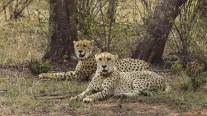 Madhya Pradesh Declares New Wildlife Sanctuary in Sagar District