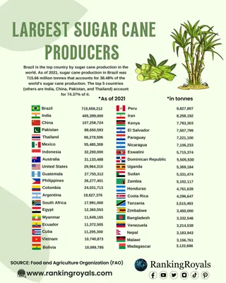 Top 10 Sugarcane Producing Countries in the World 2024