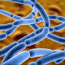 Anthrax outbreak in South Africa: All you need to know about the infectious disease