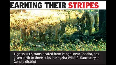 Rajaji Tiger Reserve Welcomes New Tiger Cubs