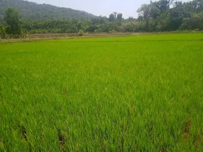 UP-PRAGATI Accelerator Programs (UPPAP) and KisanKraft Ltd's Role in Promoting Direct Seeded Rice (DSR)